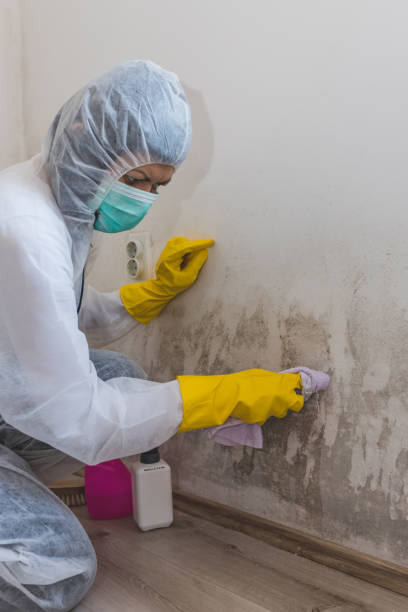 Best Post-Remediation Verification Testing  in Rogersville, AL