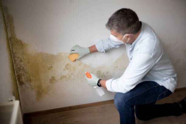 Best Mold Remediation for Rental Properties  in Rogersville, AL